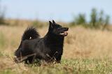 SCHIPPERKE 021